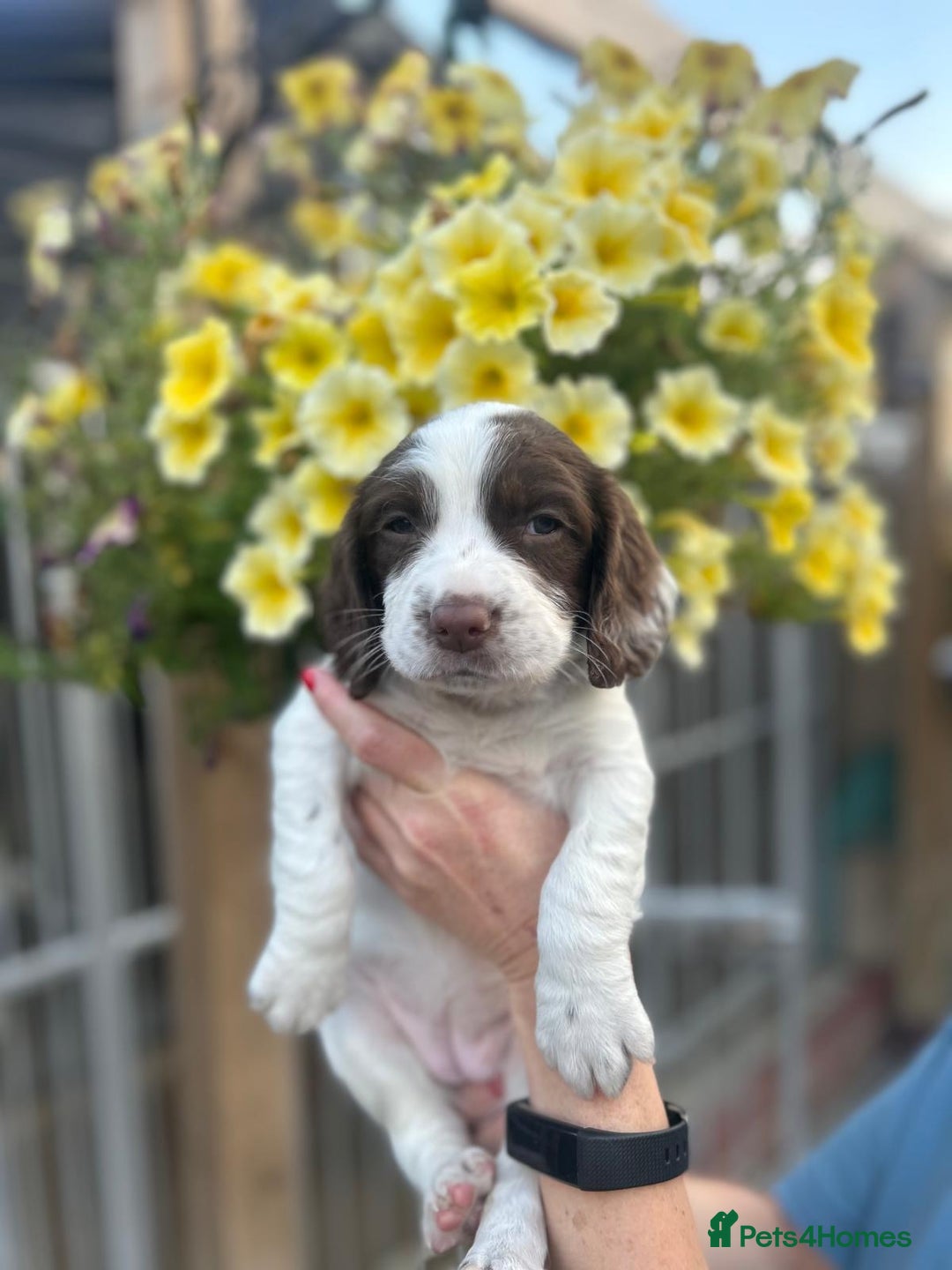 English Springer Spaniel dogs for sale: Beautiful litter of KC reg ESS - Image 13