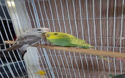 Budgerigars birds for sale: 4 baby budgies ready for homes - Image 2