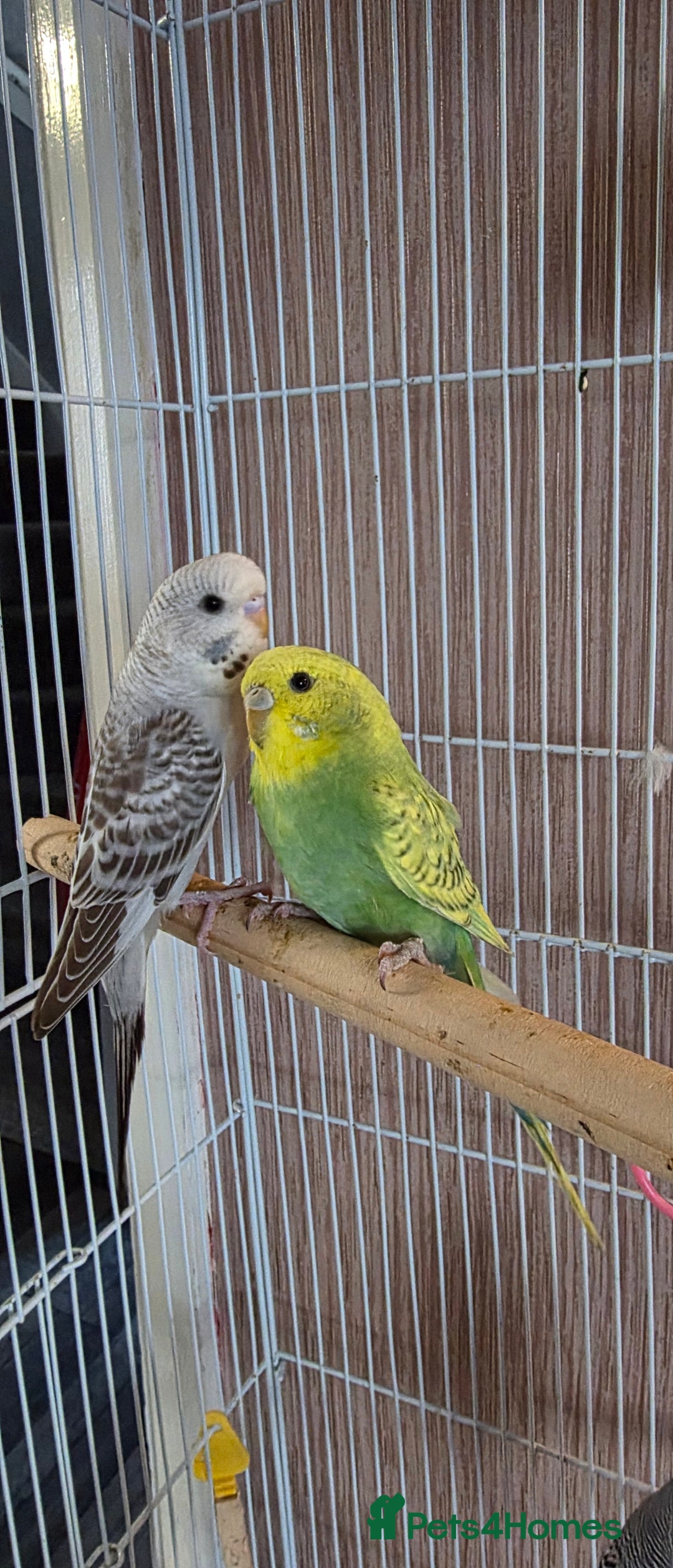 Budgerigars birds for sale: 4 baby budgies ready for homes - Image 2