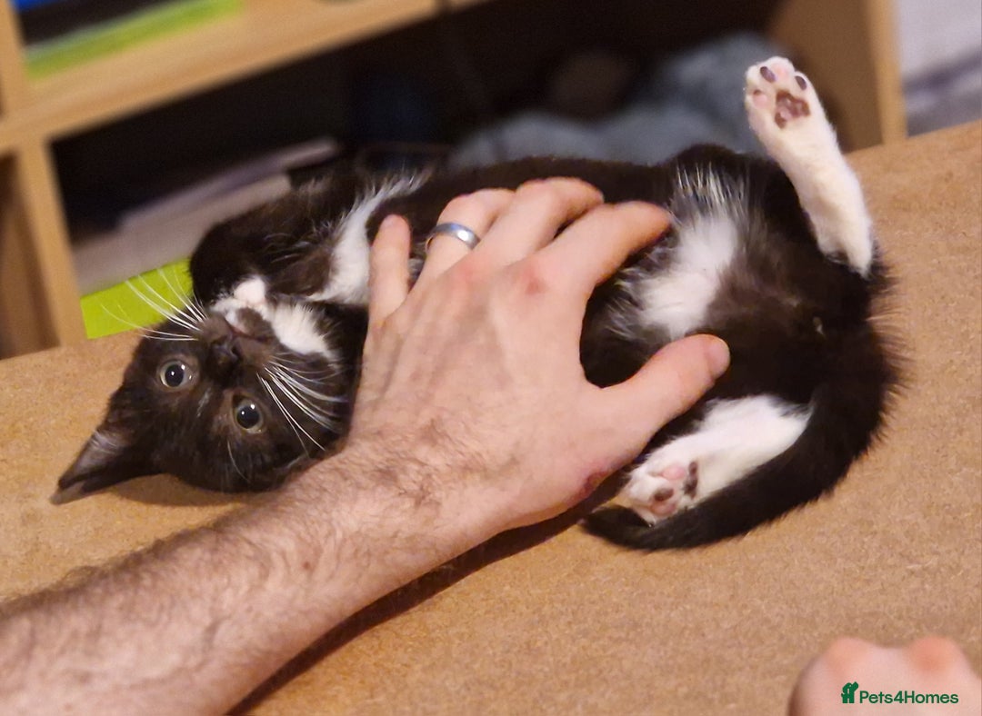 Mixed Breed cats for sale: 2 lovely black and white kittens with socks - Advert 5