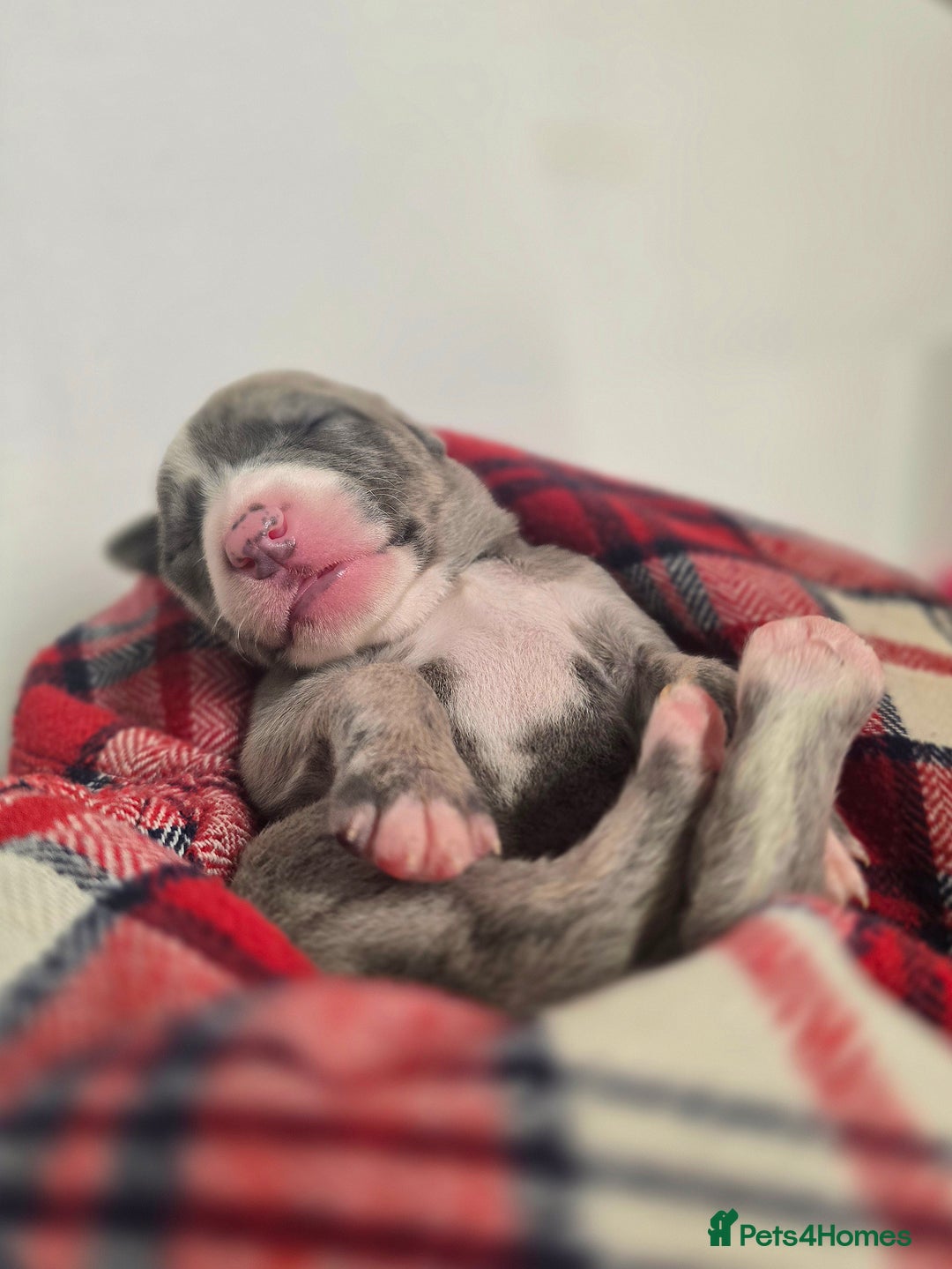 Whippet dogs for sale: KC Registered Small Whippet Puppies - Advert 3