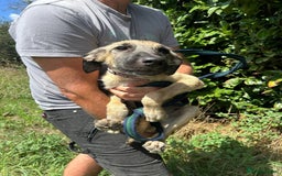 Mixed Breed dogs for adoption: Astra - Norwich Norfolk  - Image 1