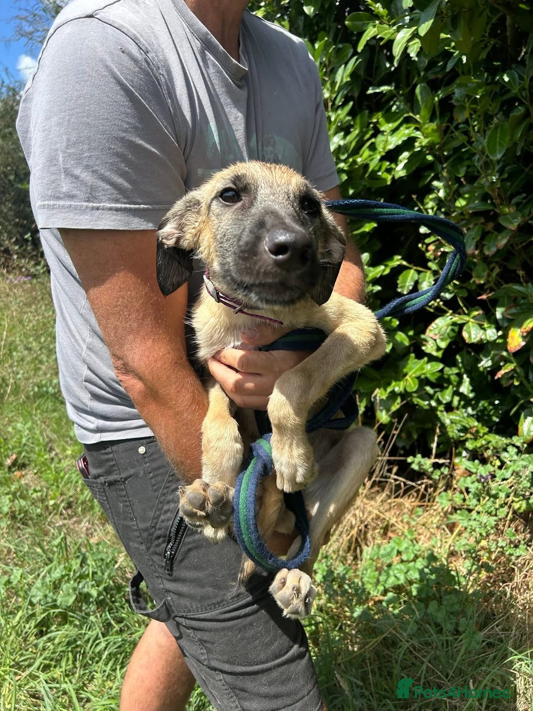 Mixed Breed dogs for adoption: Astra - Norwich Norfolk  - Image 1