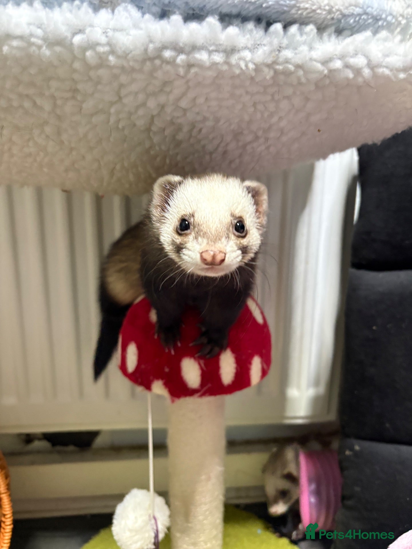 Ferret rodents Poppy and Star - Advert 2