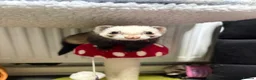 Ferret rodents for sale: Poppy and Star - Advert 2