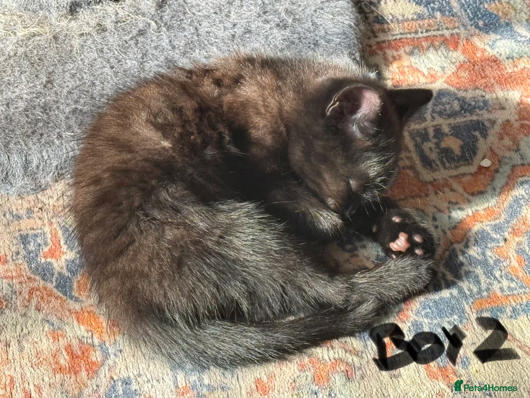 Mixed Breed cats for sale: Chocolate brown tabby kittens 🐱  - Advert 10