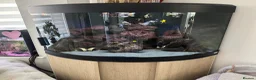 Cichlids fish for sale: Corner aquarium full set up - Advert 4