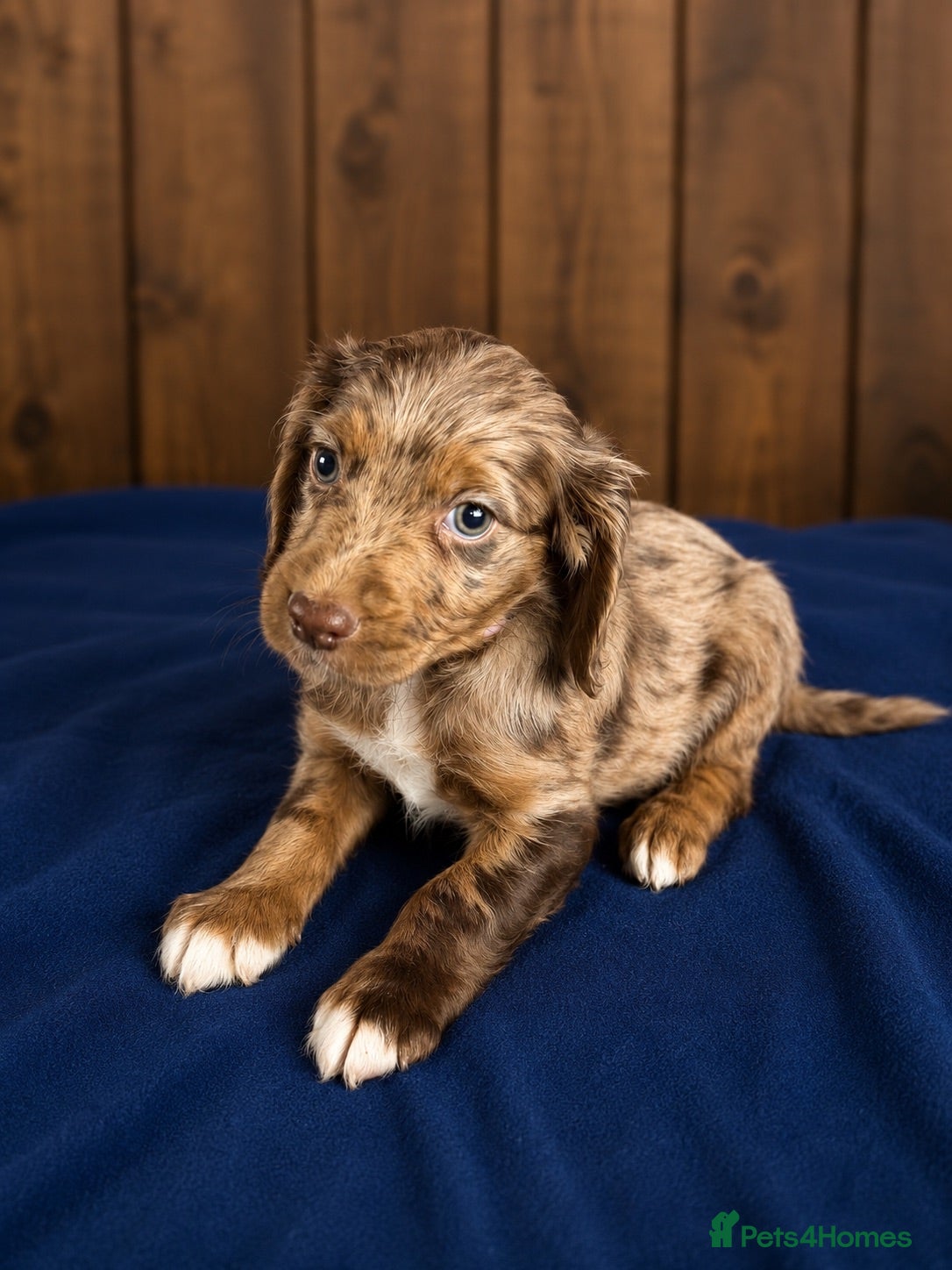 Cocker Spaniel dogs Cocker pups chocolate and Merle  - Advert 14