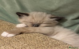Ragdoll cats for sale: Adorable Ragdoll X Snow Bengal Kittens - Advert 13