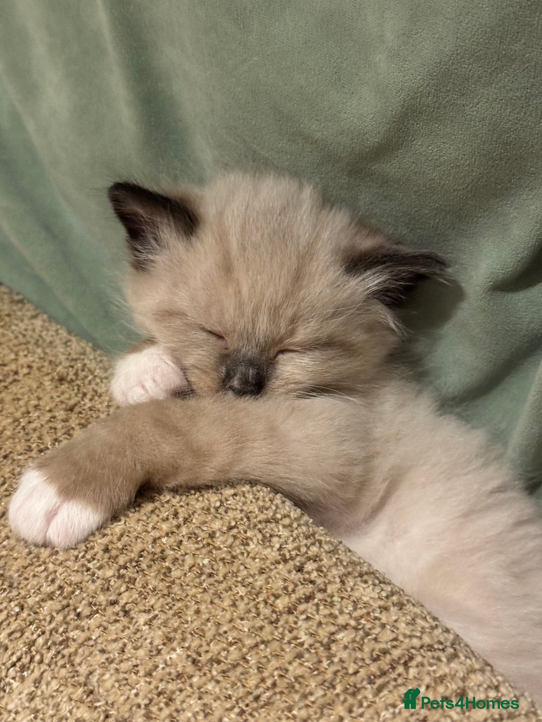 Ragdoll cats for sale: Adorable Ragdoll X Snow Bengal Kittens - Advert 13