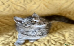 British Shorthair cats for sale: Pure British Shorthair Girls Ready Now! - Image 4