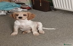 Mixed Breed dogs for sale: Last female remaining  - Image 2