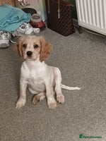 Mixed Breed dogs - Advert 1