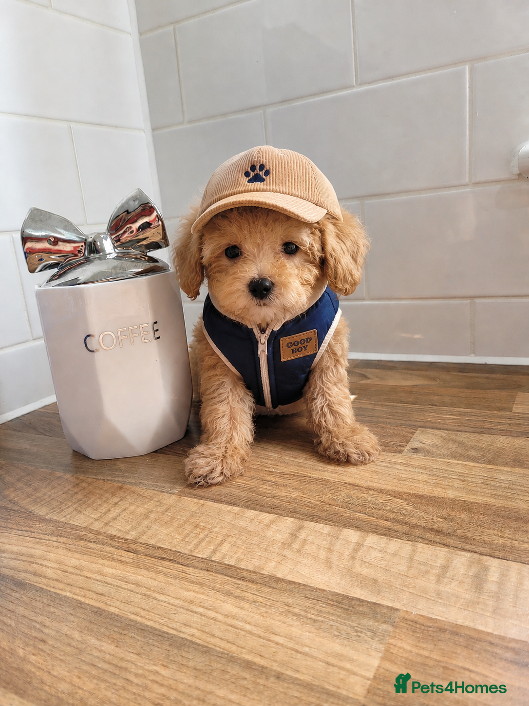 Maltipoo dogs for sale: 🔥Extra Tiny Asian maltipoos  🔥READY TO GO🔥  - Advert 3