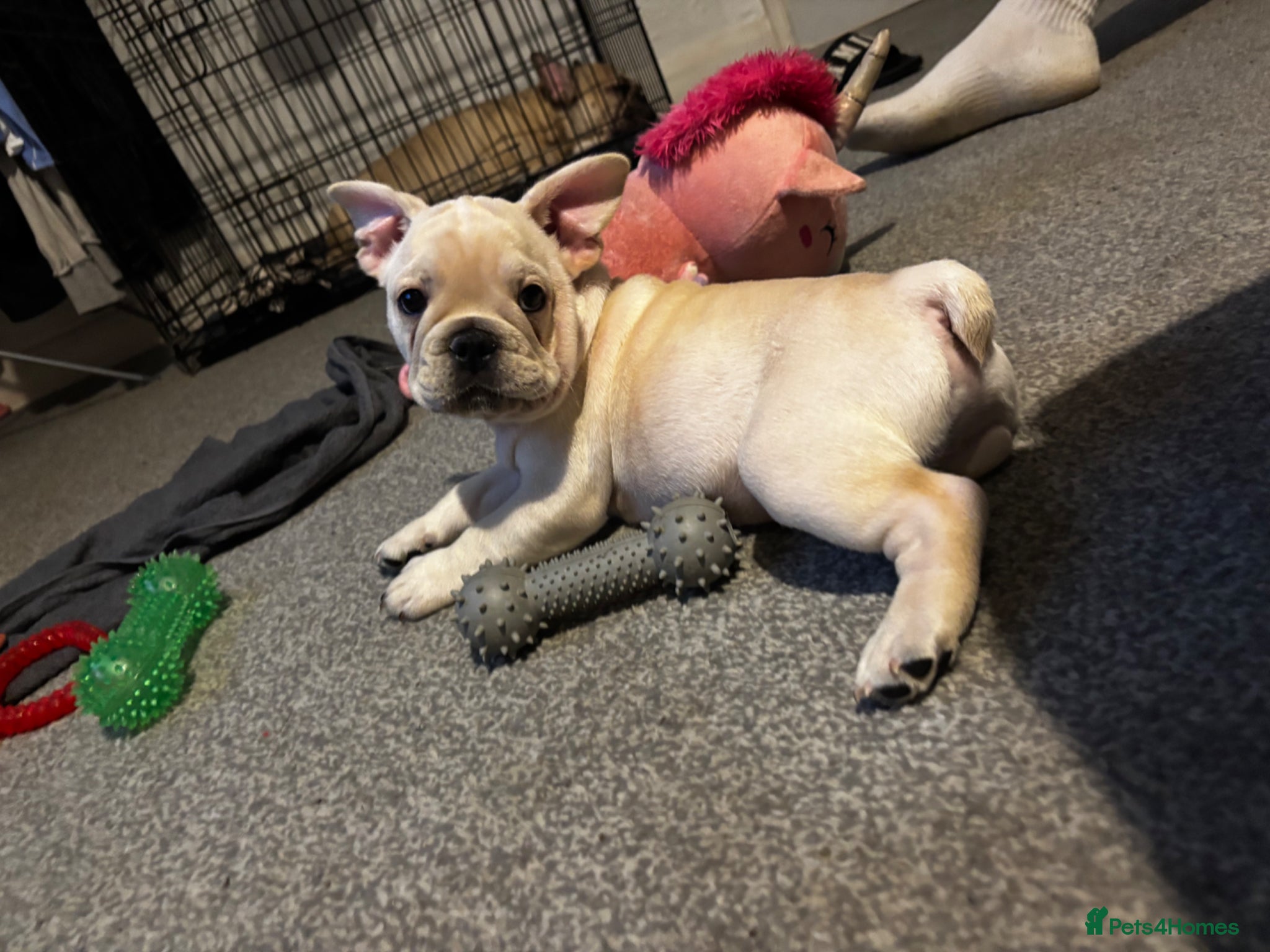 French Bulldog dogs Reduced! Cream male frenchie❤️🐶 - Advert 8