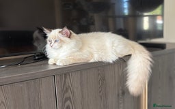 Ragdoll cats for sale: TICA DNA tested 5 Gen Pedigree  - Image 1