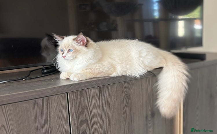 Ragdoll cats - Advert 2