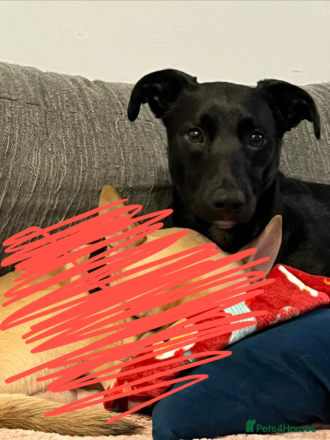 Mixed Breed dogs for sale: Male dog  - Advert 3