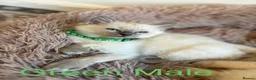 Ragdoll cats for sale: 💙6 Beautiful Pure Ragdoll Kittens💙 - Advert 4