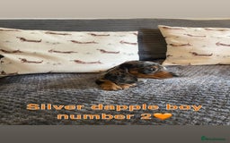 Miniature Dachshund dogs for sale: Male miniature dachshund puppies need homes❤️🐾 - Image 4