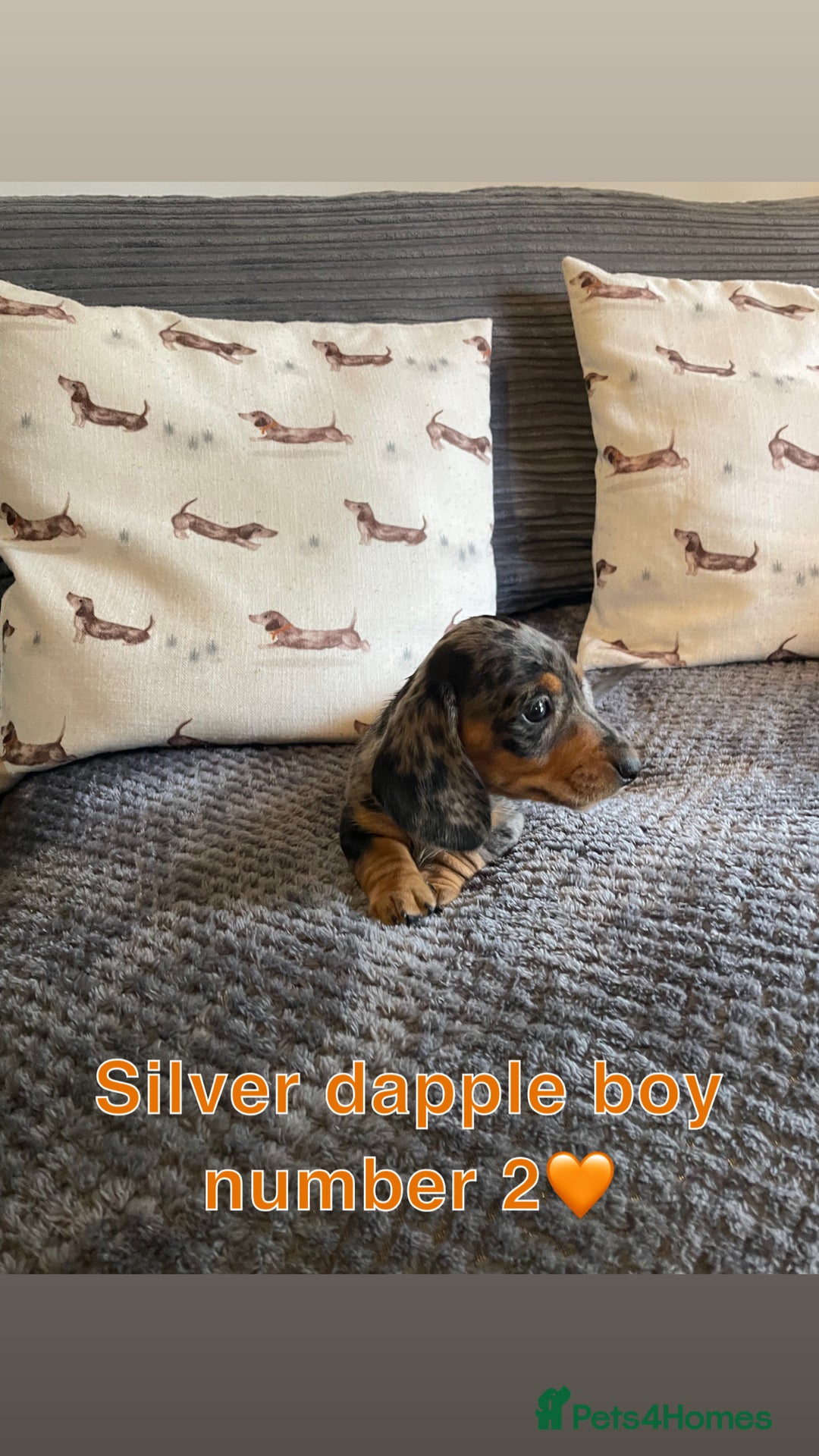 Miniature Dachshund dogs for sale: Male miniature dachshund puppies need homes❤️🐾 - Image 4