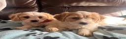 Cavachon dogs for sale: Cavachon puppies  - Advert 13