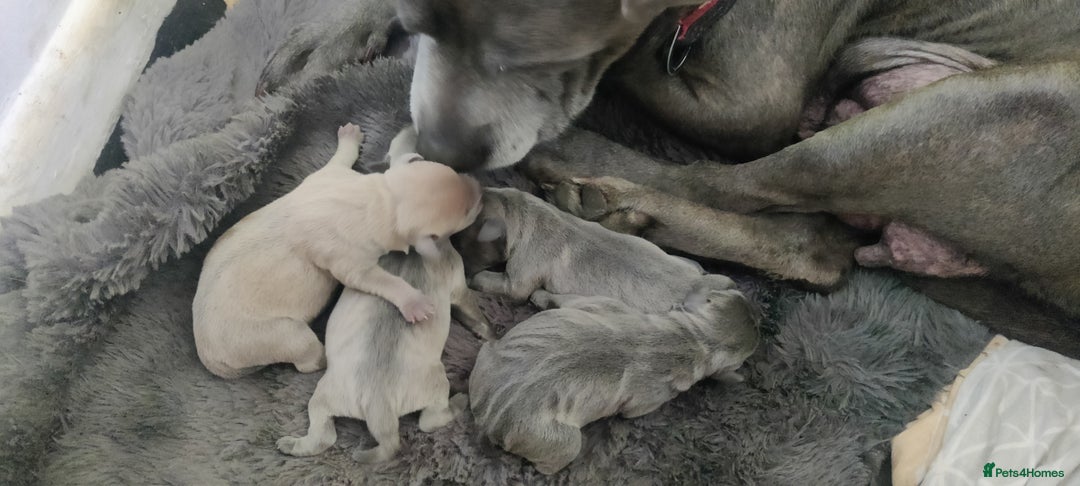 Staffordshire Bull Terrier dogs for sale: Blue/ Fawn Staffordshire Bull Terrier puppies  - Advert 9