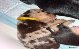 Miniature Dachshund dogs for sale: Miniature Dachshunds looking for perfect Home - Image 16