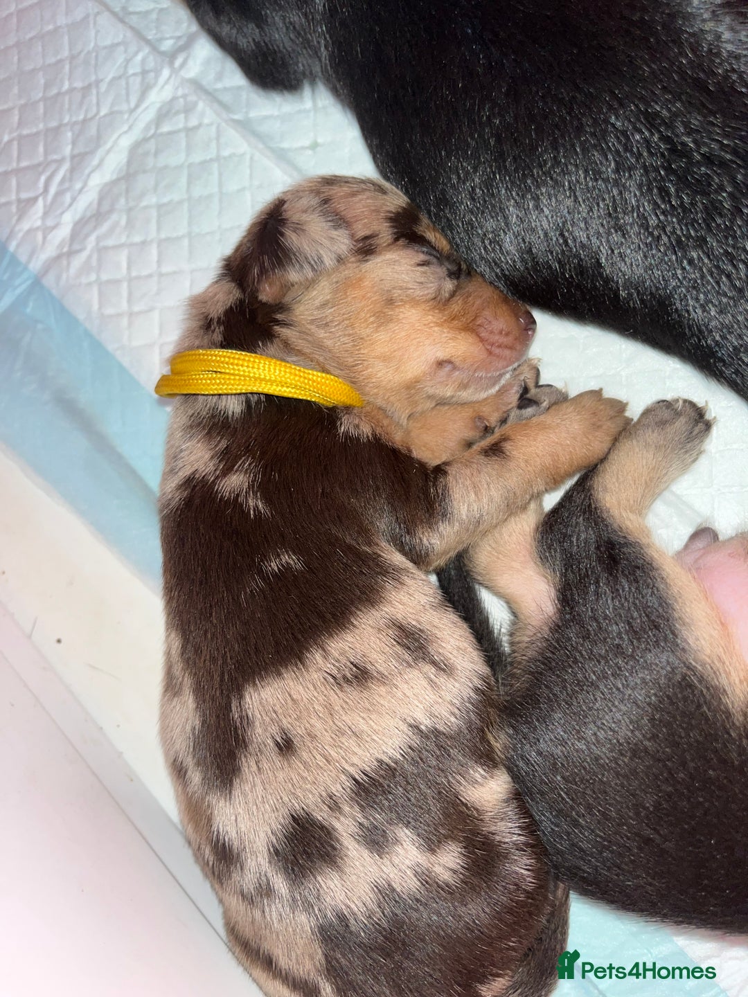 Miniature Dachshund dogs for sale: Miniature Dachshunds looking for perfect Home - Image 16