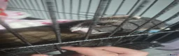 Ferret rodents for sale: 2 female Jill's for rehoming  - Advert 7