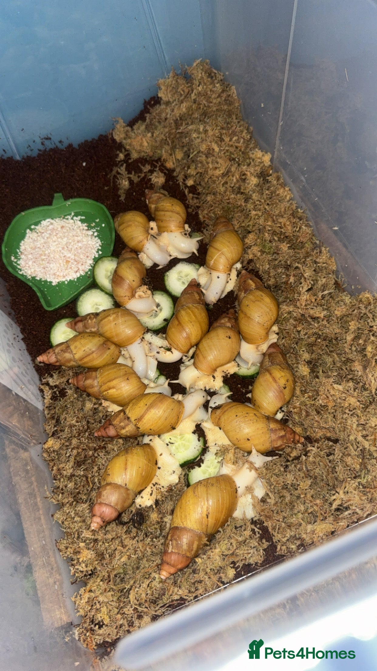 Snails invertebrates Giant African land snails  - Advert 1