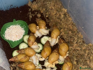 Snails invertebrates Giant African land snails - Advert 1