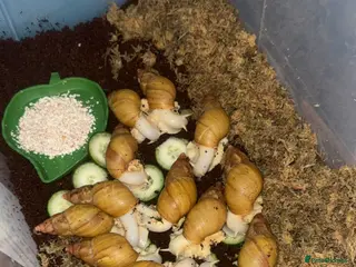 Snails invertebrates Giant African land snails - Advert 2