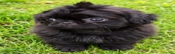 Shih Tzu dogs for sale: The Original Teddybear Puppies!  - Advert 5