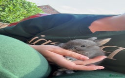 Netherland Dwarf rabbits for sale: Netherland dewarfs, ready to leave in 6 weeks  - Image 2