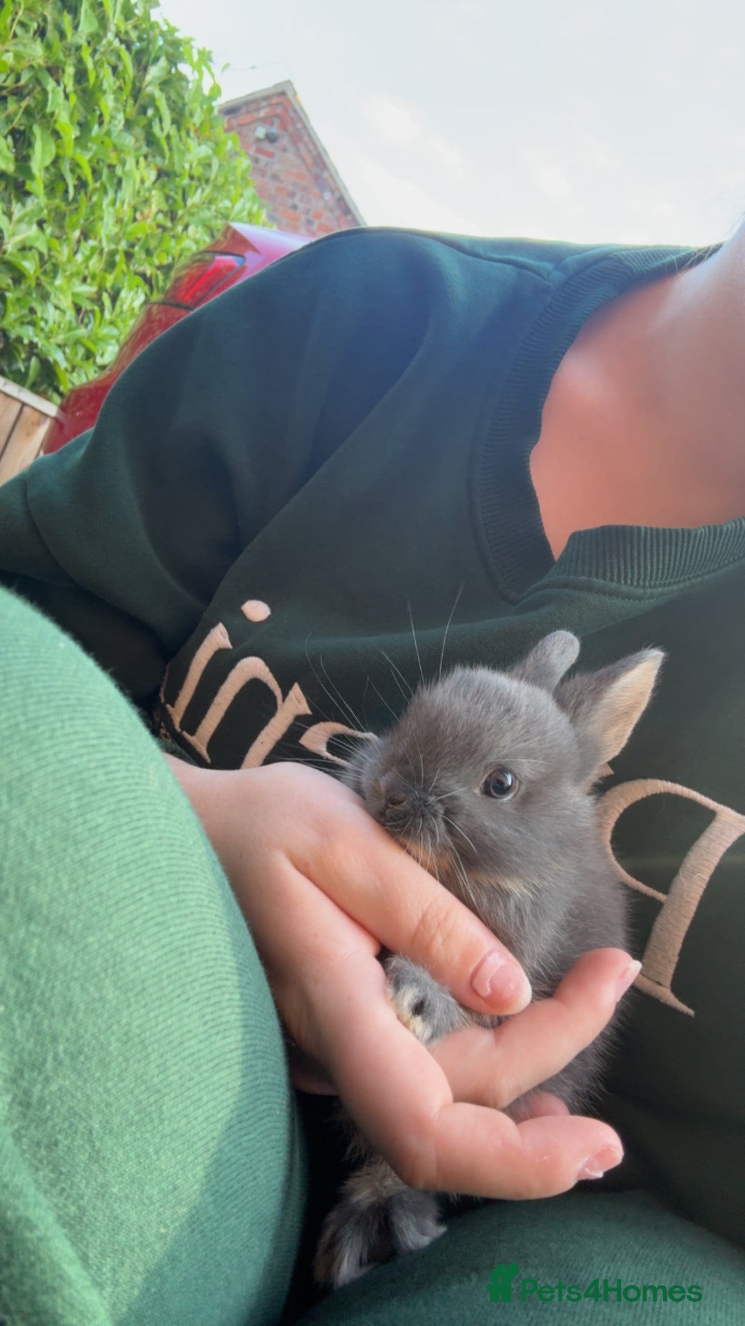 Netherland Dwarf rabbits for sale: Netherland dewarfs, ready to leave in 6 weeks  - Image 2