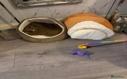 British Longhair cats for sale: Kitten for sale (Luna)  - Advert 3