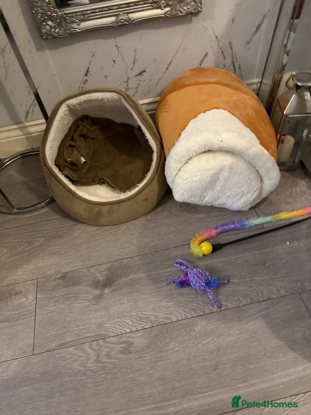 British Longhair cats for sale: Kitten for sale (Luna)  - Advert 3