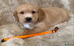 Cockerdor dogs for sale: Adorable f1 cockerdor puppies - Image 24