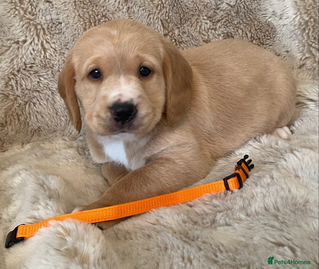 Cockerdor dogs for sale: Adorable f1 cockerdor puppies - Image 24