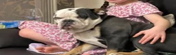 Olde English Bulldogge dogs for sale: Paddy the bull dog - Advert 5