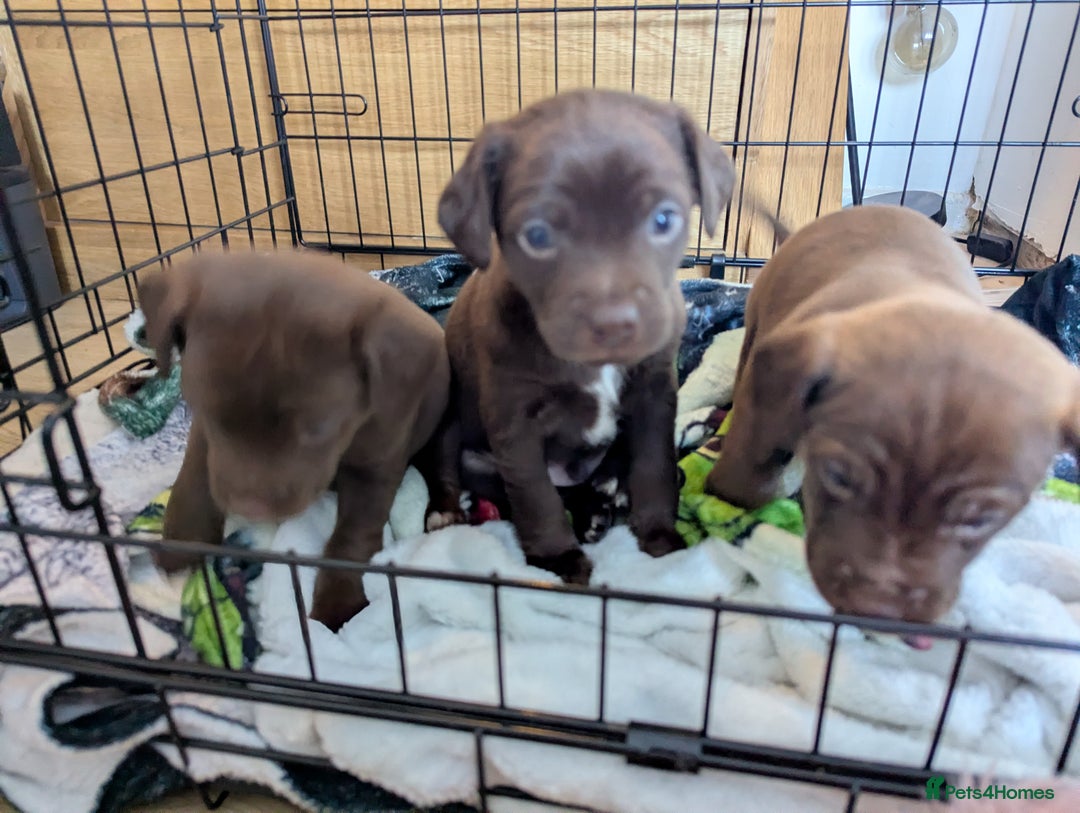 Mixed Breed dogs for sale: Mixed Breed - Advert 4