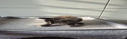 Mixed Breed cats for sale: 2 beautiful Kittens  - Advert 10