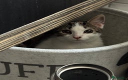 Mixed Breed cats for sale: Female little girl looking for a new home.  - Image 2