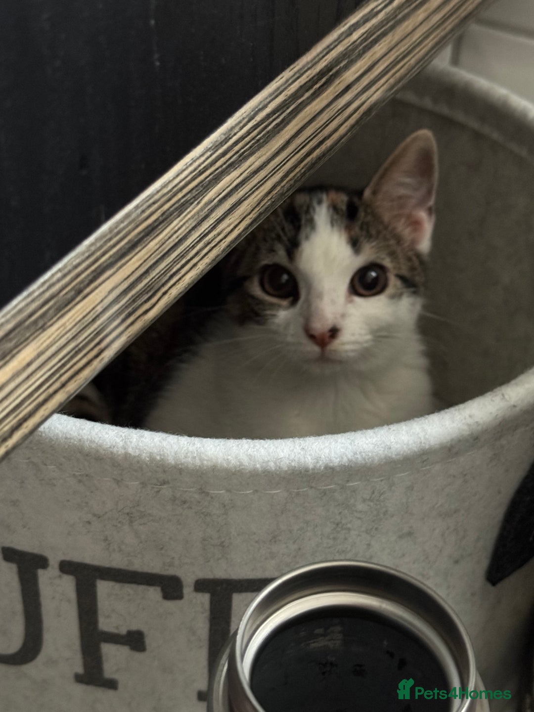Mixed Breed cats for sale: Female little girl looking for a new home.  - Image 2