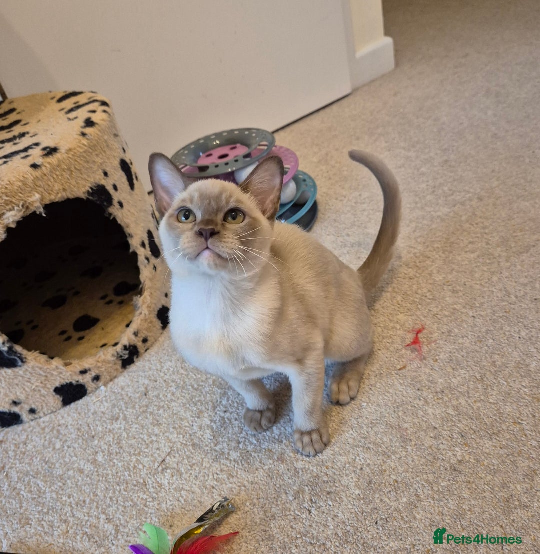 Burmese cats for sale: Beautiful Pedigree Burmese Kittens - Image 14