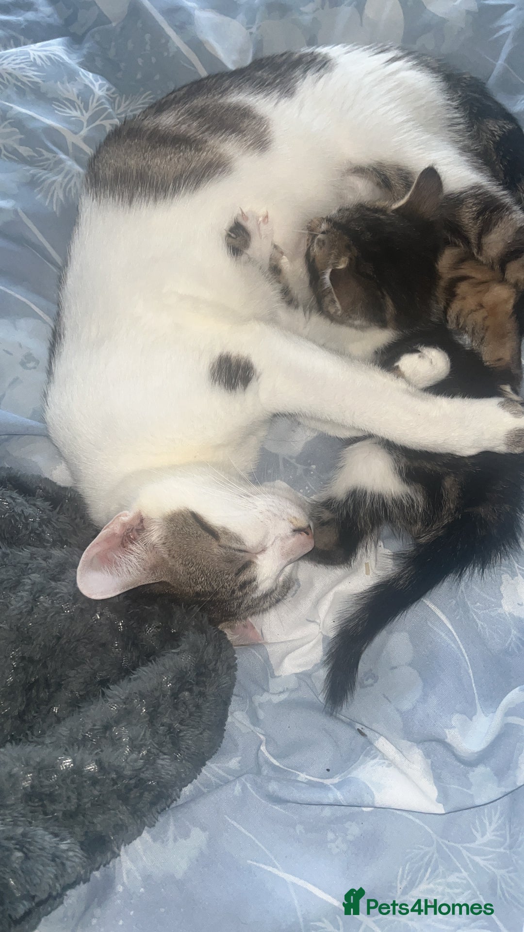 Maine Coon cats for sale: Maine coon girls and boys - Image 7