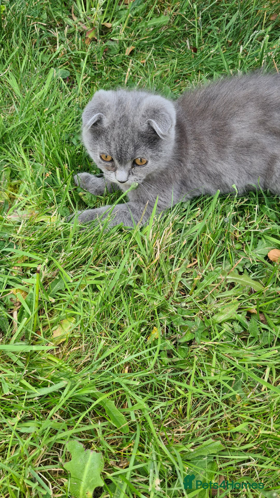 Scottish Fold cats for sale: Scotish kittens  - Image 15