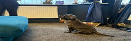 Cane Corso dogs for sale: EXCEPTIONAL PEDIGREE CANE CORSO PUPPIES - Advert 40
