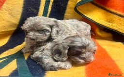 Cockapoo dogs for sale: F1 Cockapoo Puppies.  - Image 2